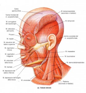 muscoli_facciali2
