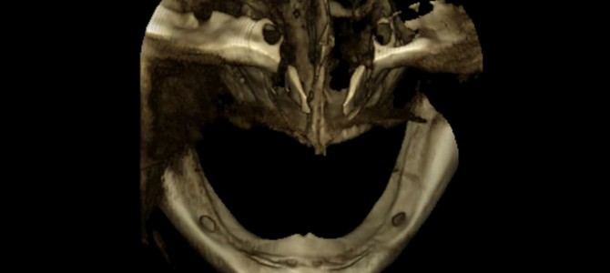 COME FARE A PROTEGGERE UN MENTONIERO ESTREMAMENTE SUPERFICIALIZZATO (4k VIDEO INSIDE ?)